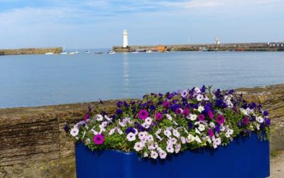 Floral Guide To Donaghadee 21